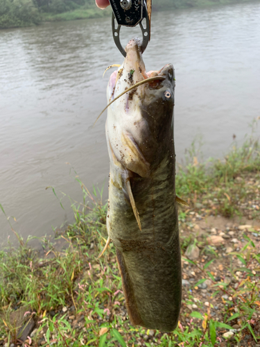 ナマズの釣果