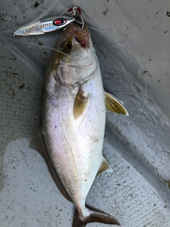 ネイリの釣果