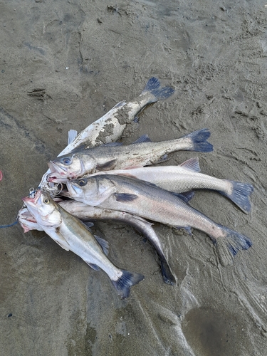 シーバスの釣果