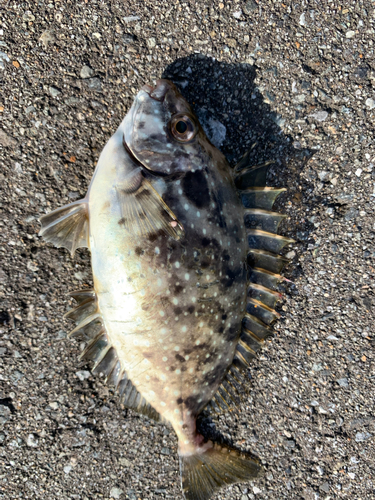 アイゴの釣果