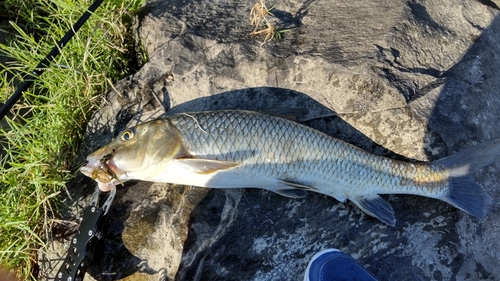 コイの釣果