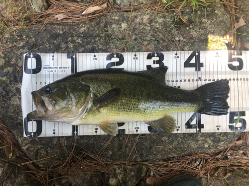 ブラックバスの釣果