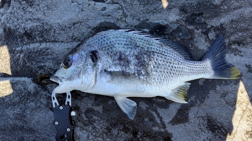 キビレの釣果