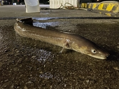 マアナゴの釣果