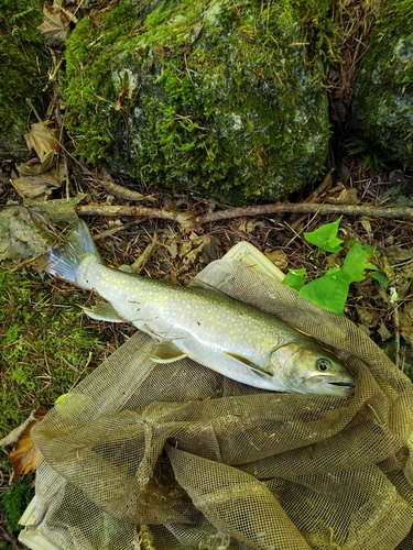 イワナの釣果