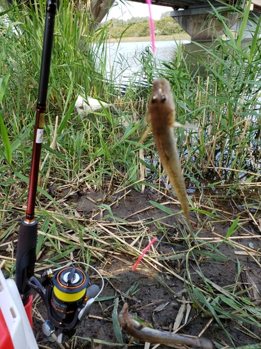 ハゼの釣果