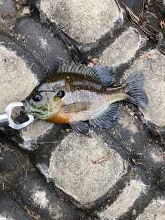 ブルーギルの釣果