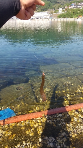 ギンポの釣果