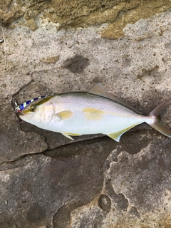 カンパチの釣果