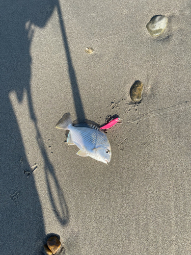 ヘダイの釣果