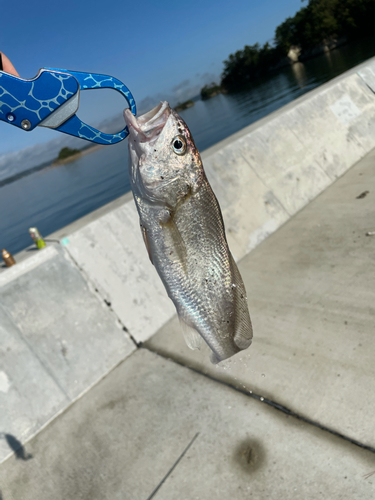 イシモチの釣果