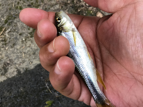 カワムツの釣果