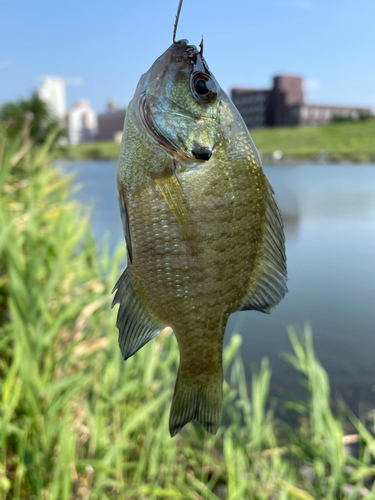 ブルーギルの釣果