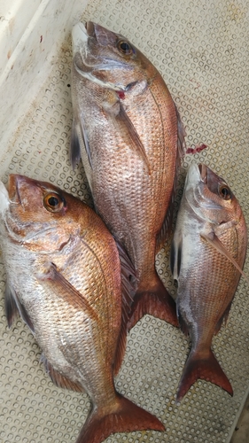 マダイの釣果