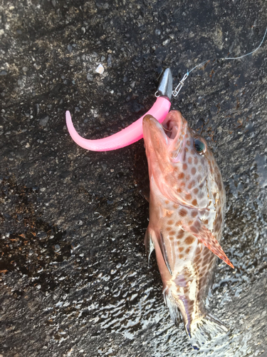 オオモンハタの釣果