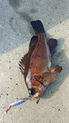 メバルの釣果