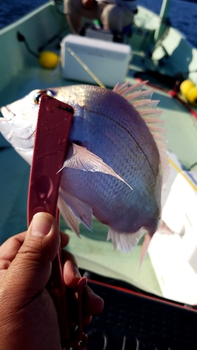 マダイの釣果