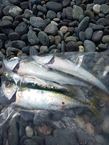 サバの釣果