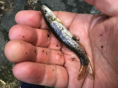 アブラハヤの釣果