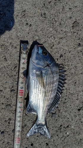 クロダイの釣果