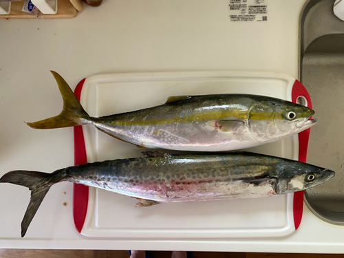 ハマチの釣果