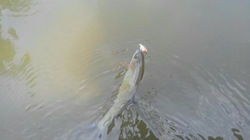 ニジマスの釣果