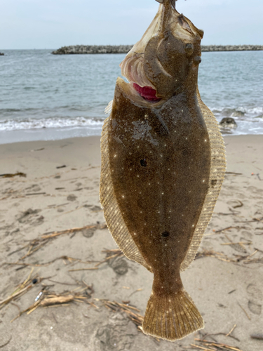 ヒラメの釣果