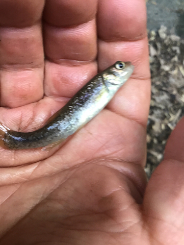 アブラハヤの釣果