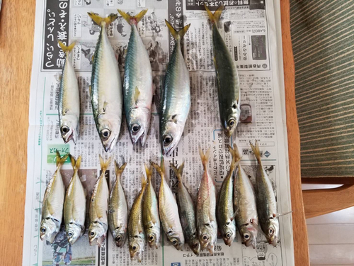 アジの釣果