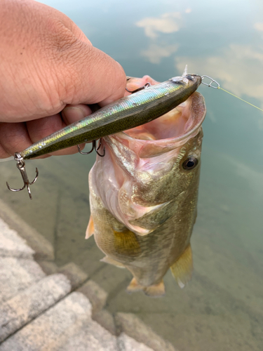 ラージマウスバスの釣果