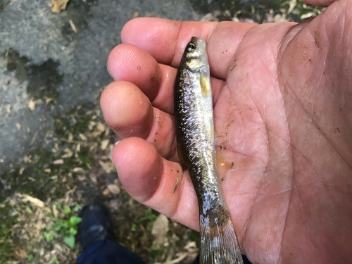 アブラハヤの釣果