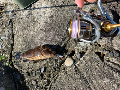 オオモンハタの釣果