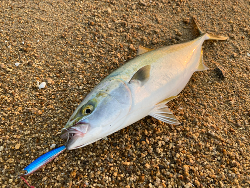 ツバスの釣果