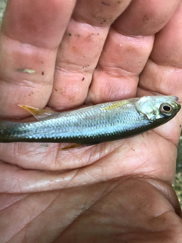 カワムツの釣果