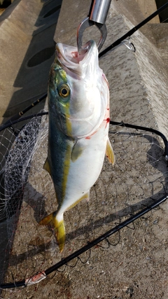 イナダの釣果