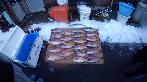 マダイの釣果