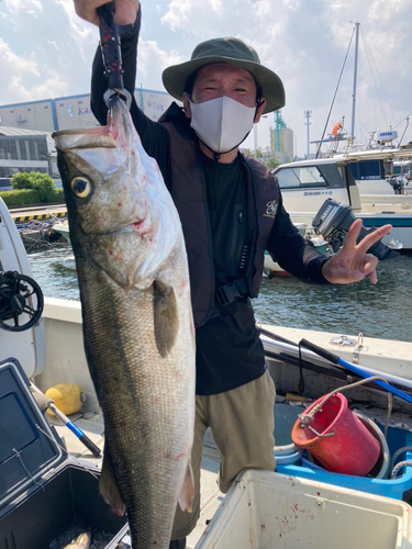 スズキの釣果