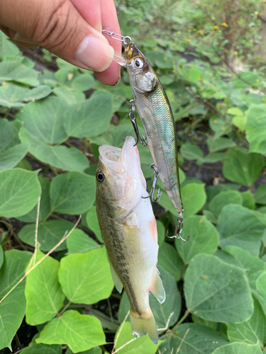 ラージマウスバスの釣果