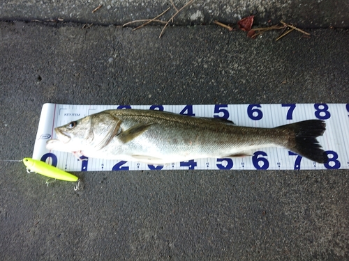 シーバスの釣果