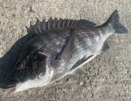 チヌの釣果