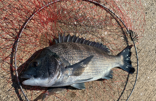 チヌの釣果