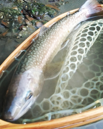 イワナの釣果