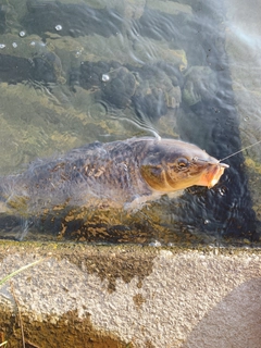 コイの釣果