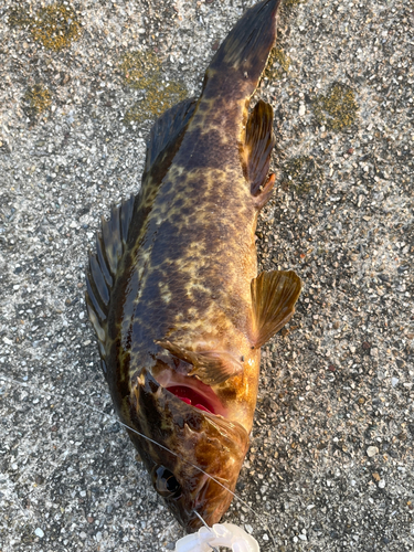 タケノコメバルの釣果