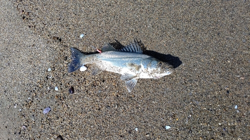 フッコ（マルスズキ）の釣果