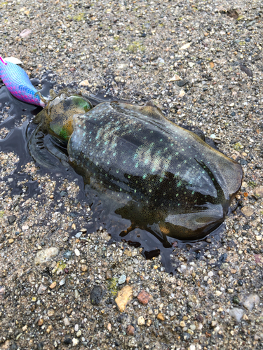 アオリイカの釣果