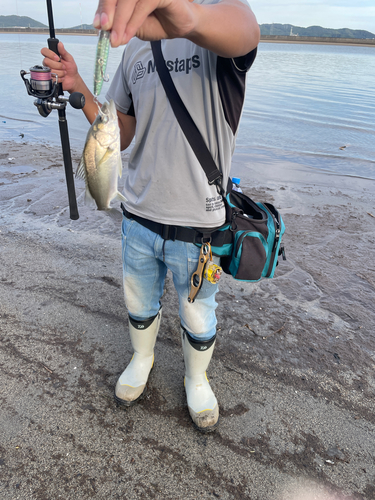 セイゴ（タイリクスズキ）の釣果