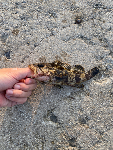 タケノコメバルの釣果