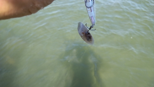 シタビラメの釣果