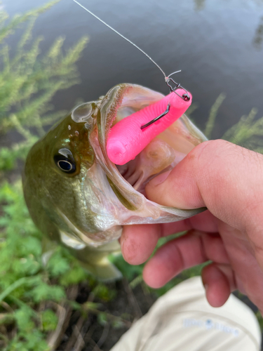 ブラックバスの釣果